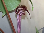 Arisaema franchettianum